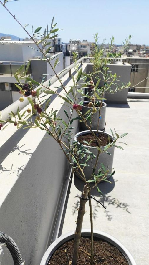 אתונה My Home In Greece מראה חיצוני תמונה