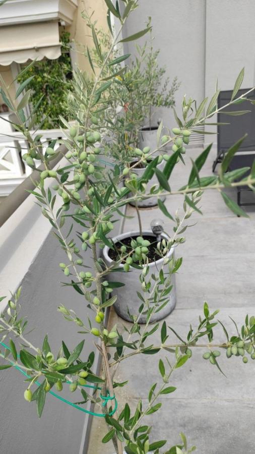אתונה My Home In Greece מראה חיצוני תמונה