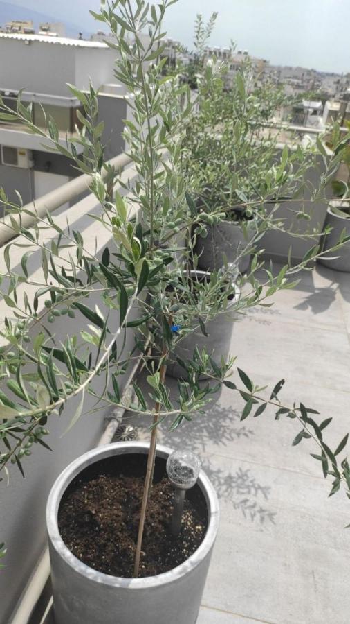 אתונה My Home In Greece מראה חיצוני תמונה
